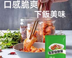 泡菜發酵乳酸菌